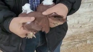 Благодарненские бойные голуби Токарь В. Видео съемка Левшакова В  "Сельские голуби " , ч.2 .