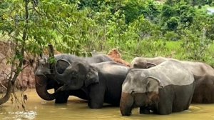 Куда сходить с детьми на Пхукете? Bukit Elephant Park заповедник слонов на Пхукете