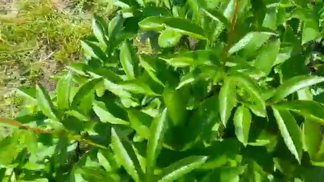 #пионы / Бордовый пион Бакай Белле ( лат. paeonia Buckeye Belle) топ цветок смотреть онлайн