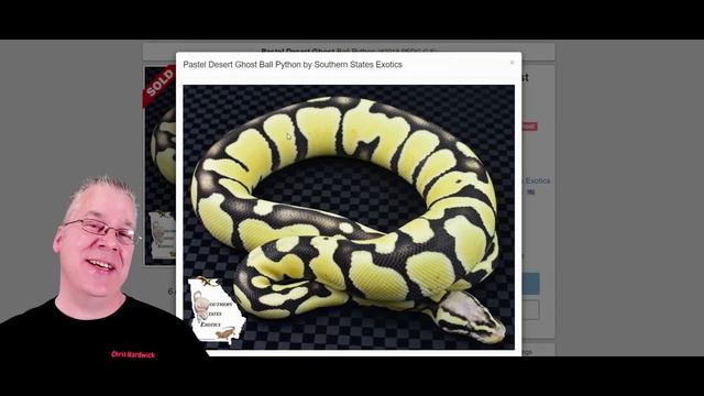 Top 8 Ball Python Morphs that Hold Their Value! смотреть онлайн
