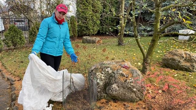 Срочно нужно укрыть до послезавтра!Кортадерия,ИТО пионы,виноград Вичи,и Опять о»бруньке» смотреть онлайн