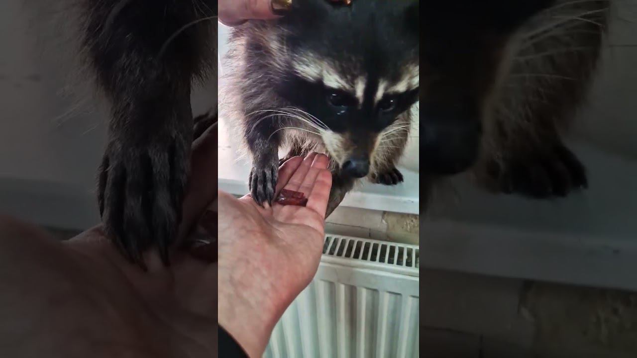 ▷Енотик кушает мяско◁ смотреть онлайн