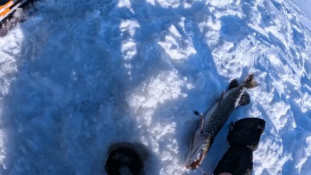 Попал на жор крокодилов. Не успеваю устанавливать жерлицы!!!🤪😱 смотреть онлайн