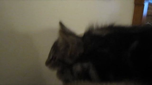 Strangest cat meow EVER!!! смотреть онлайн