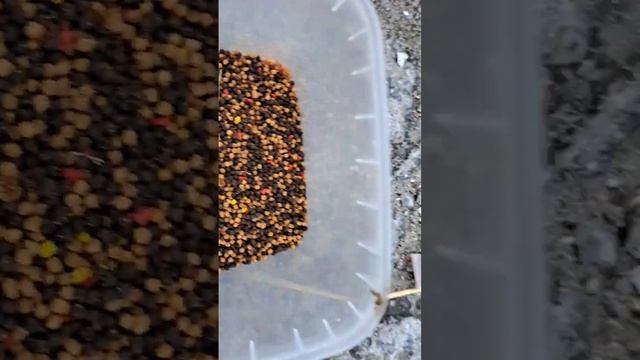 Прикормка, приманка, бойлы, пелец и атрактанты #рыбалка #бойлы #атрактанты #прикормка #приманка #ok смотреть онлайн