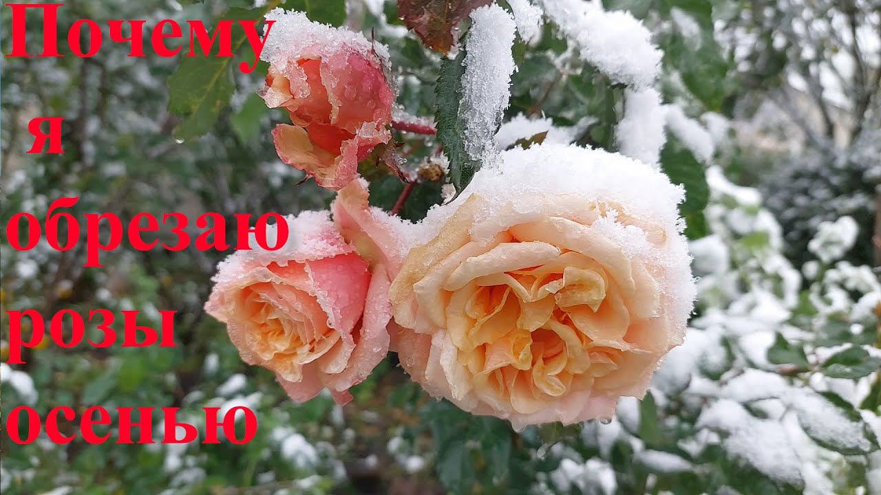 Почему я обрезаю розы осенью смотреть онлайн