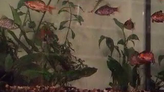 опять рыбки смотреть онлайн