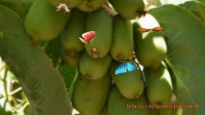 Актинидия аргута Эстафета ? обзор: как сажать, саженцы актинидии Эстафета