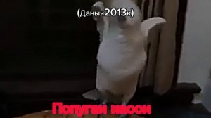 Попугаи жрут орешки