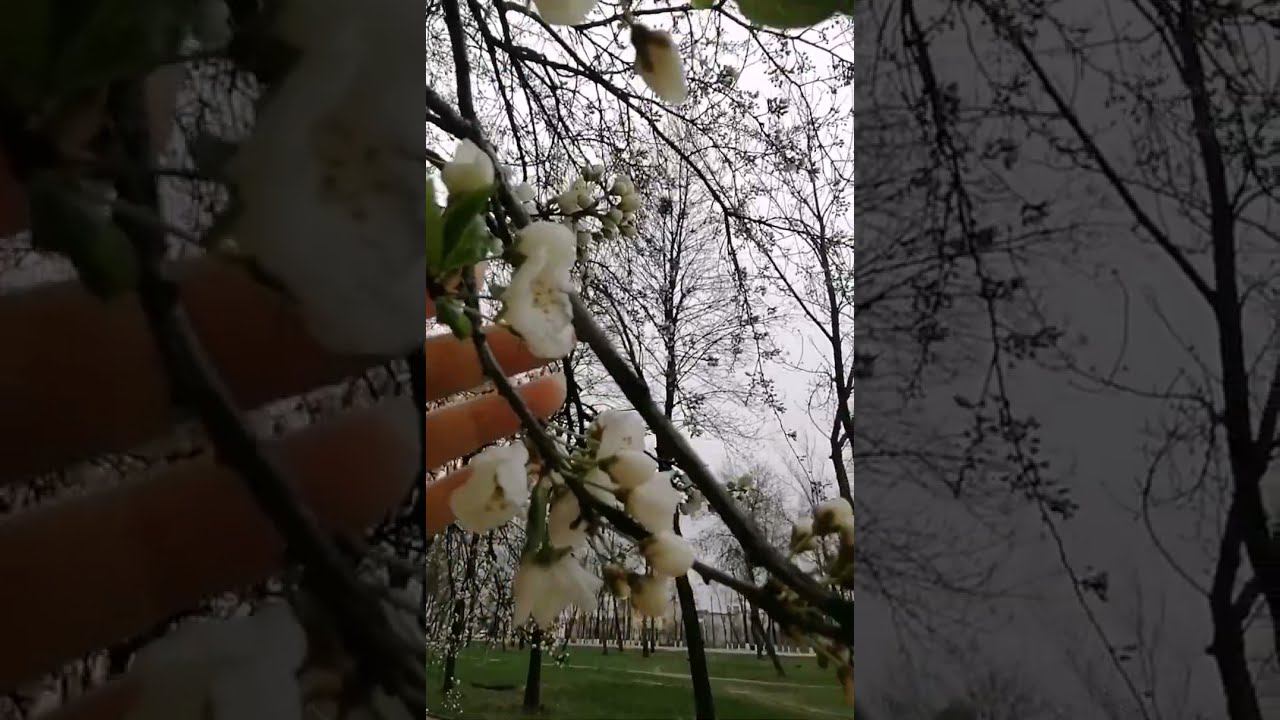 ForgetMeNow смотреть онлайн