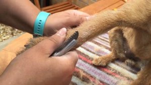 Тримминг бордер терьера