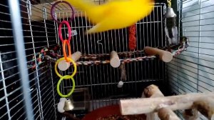 ПЕНИЕ КАКАРИКА / Наблюдаем за попугаем /