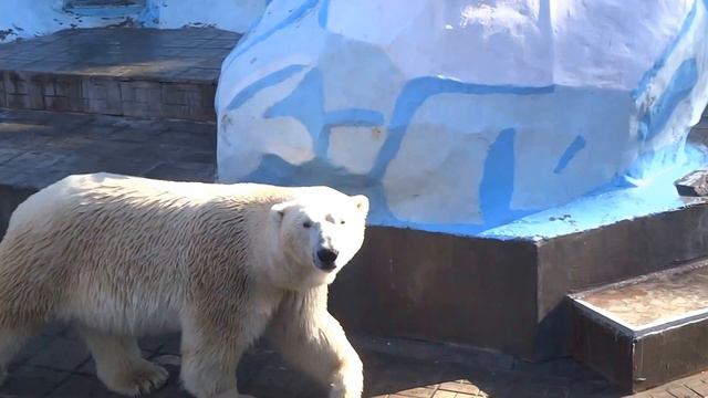 Белый медведь Кай. 10.10.2015 смотреть онлайн