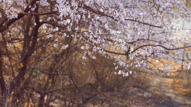 Calm Your Mind And Body With Beautiful Relaxing Music #relax смотреть онлайн