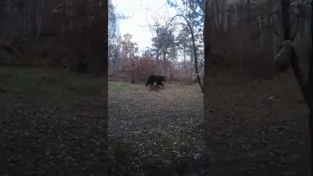 Медведь ( Город свободный Амурская область) трасса Свободный - Благовещенск смотреть онлайн