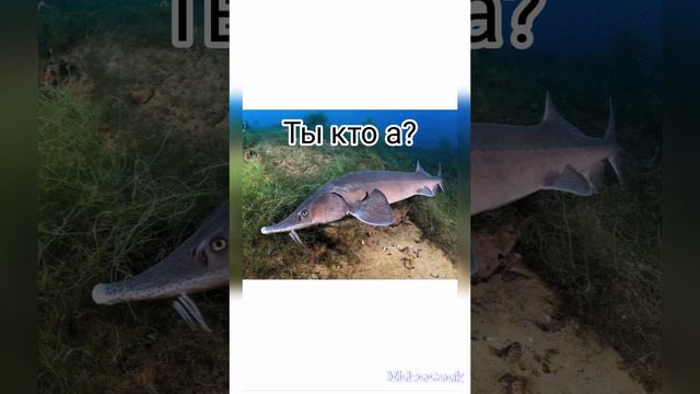 #белуга#смешные картинки# смотреть онлайн