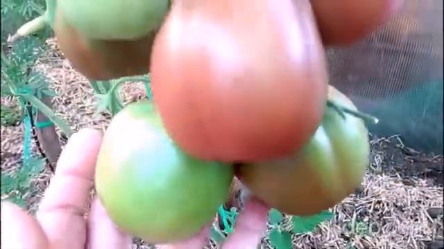 Этуаль шоколадная - новая симпатичная и вкусная новинка урожайного сорта смотреть онлайн