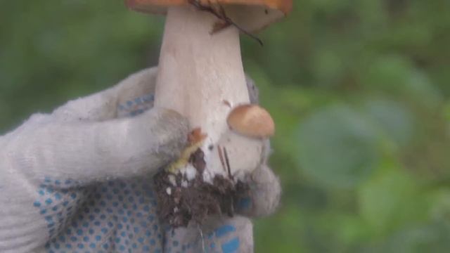 В лес за грибами с отцом. Кто найдет больше белых грибов? смотреть онлайн