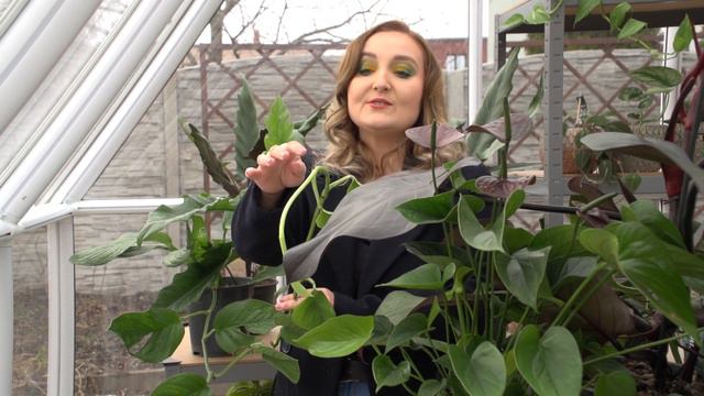 Dostawa roślin - Monstery, Philodendrony, Ficusy #kobietazogrodem #roślinydomowe #roślinygzotyczne смотреть онлайн