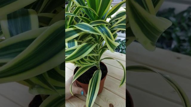 Драцена песня Индии "song of india" пересадка, уход, полив. смотреть онлайн