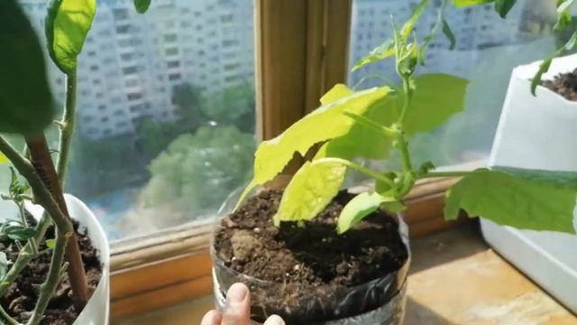 Помидоры и огурцы на балконе. Выращивание Японской капусты и салата в самодельной гидропонике. смотреть онлайн