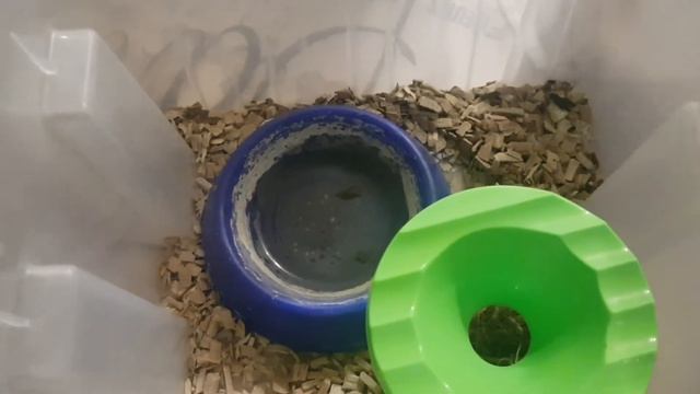 Змеи. Питон. Маисовый полоз. Кормления змей. смотреть онлайн