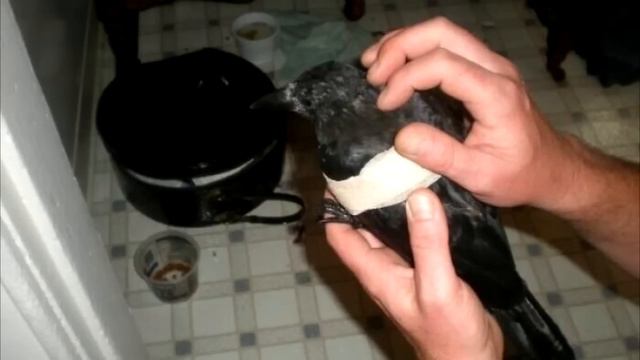 Одинокий старик чуть не упал в обморок, увидев кого принёс огромный ворон смотреть онлайн