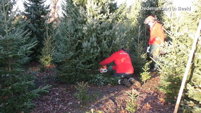 DMC en Vutters "Actief" met kerstbomen смотреть онлайн