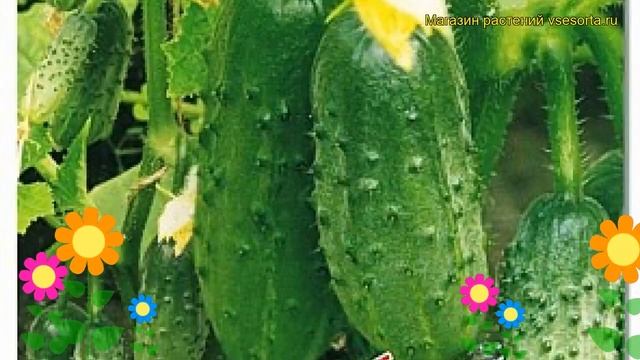 Огурец партенокарпический Вьюга F1. Краткий обзор, описание характеристик cucumis sativus Viuga F1 смотреть онлайн