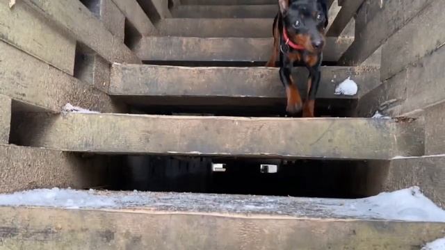 Цвергпинчер - 11 месяцев смотреть онлайн