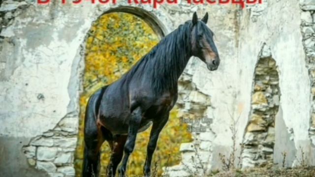 Къарачай тукъумлу атланы юсюнден (къысха) . О знаменитой карачаевской породе лошадей (кратко) смотреть онлайн