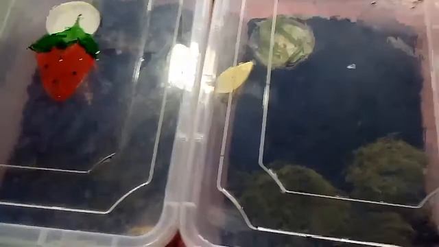 Что делать если улитка отложила яйца? смотреть онлайн