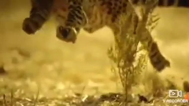 ГЕПАРД / Интересные факты о гепардах / WILD ANIMALS