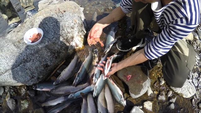 Путешествие по России. Рыбалка на Камчатке. Рецепт икры 5 минутки. Ловим гольца и хариуса (день 10) смотреть онлайн