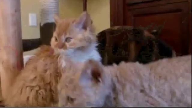 Cats 101: Selkirk Rex смотреть онлайн