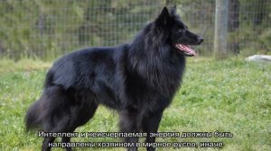 Грюнендаль (порода собак), бельгийская овчарка: описание породы