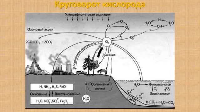 Биогеохимические круговороты в биосфере | Общая экология смотреть онлайн