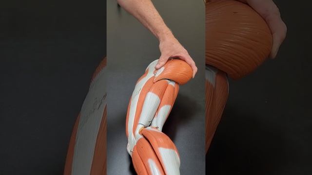 Professor Long 2401 Lab Muscled of the Leg смотреть онлайн