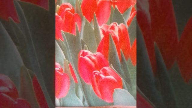 Забыть нельзя! Стих. смотреть онлайн