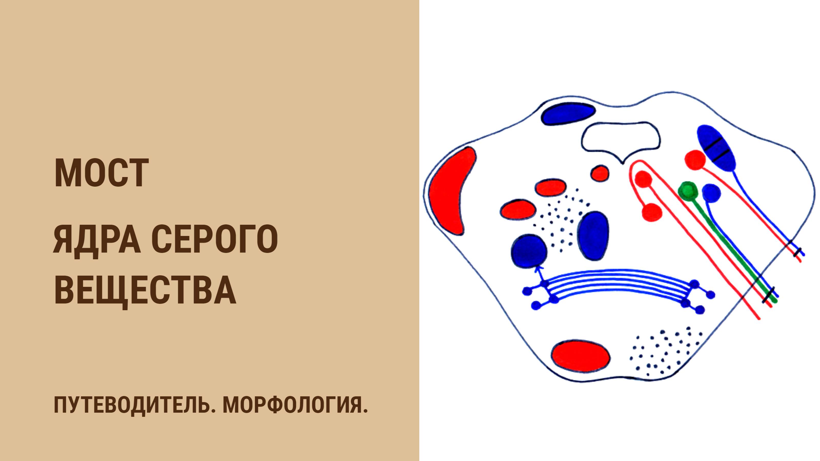 Мост. Ядра серого вещества смотреть онлайн