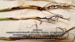 Болезни базилика и способы борьбы с ними