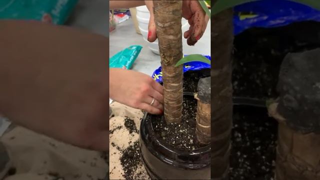 Как пересадить юкку смотреть онлайн