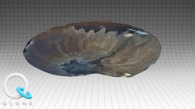 3d Ammonit Modeli (3d Ammonite Model by Qlone) смотреть онлайн