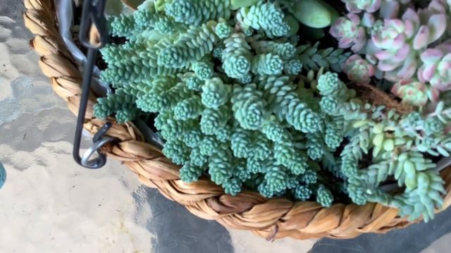 Maratondevideos 1/5 *Compras🌵🪴🌼* смотреть онлайн