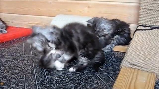 Котята мейн-куны Найджел, Нанали и Нимерия смотреть онлайн