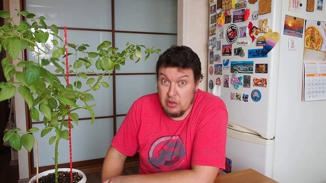 Чили-деды: жизнь зимующих перцев. И про бончи. смотреть онлайн