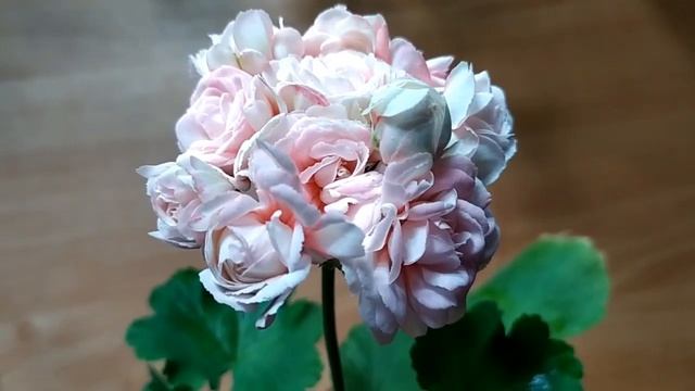 Часть №2. Красивейшая розебудная пеларгония Denise. Лучшие сортовые пеларгонии. Про ее достоинства смотреть онлайн