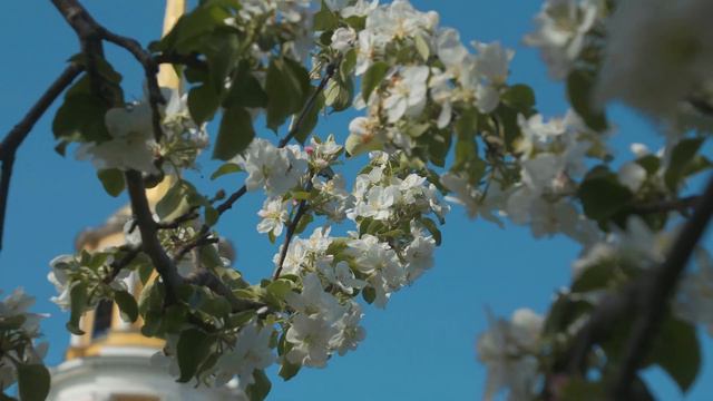 Цветущий сад, моя Рязань! смотреть онлайн