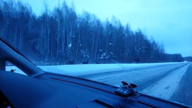 Жесть, стадо лосей на витебской трассе. смотреть онлайн