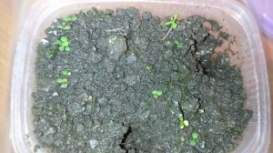 Как вырастить много клубники из одной ягоды купленной на рынке